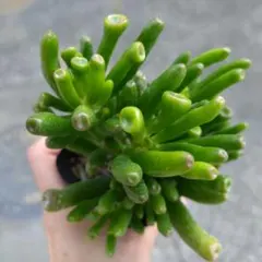 多肉植物 ゴーラム 木立 30cm以上 抜き苗 GWセール！多肉植物 ゴーラムかなり特大苗 木立古株 枝数多め