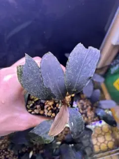 交配ブセHKR-120 PF×DG Bucephalandra ブセファランドラ 交配ブセHKR-120 PF×DG Bucephalandra ブセファランドラ - メルカリ
