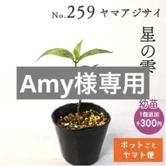ポットごとヤマト便231】ヤマアジサイ 幼苗 由布残雪 山紫陽花 - メルカリ