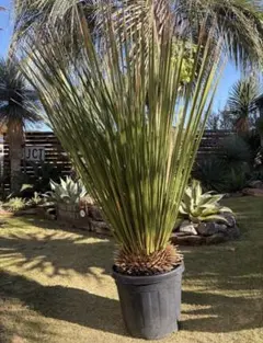 2026年最新】ダシリリオン ミキワネンシスの人気アイテム - メルカリ