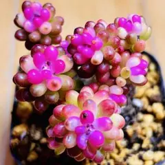 2026年最新】レッドベリー錦 多肉植物の人気アイテム - メルカリ