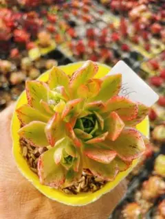 473 彩蝶錦 多肉植物 アエオニウム 斑入り 抜き苗 - メルカリ