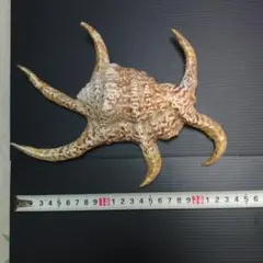 Getさん、専用、すいじ貝