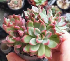 Top【選抜株】多肉植物 26183ブルー・ムーン 54個 鉢無し/脱土 - メルカリ