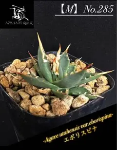 2025年最新】エボリスピナ 実生 陽炎の人気アイテム - メルカリ