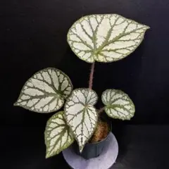 原種ベゴニア begonia spタイランド/テラリウム/パルダリウム/熱帯植物