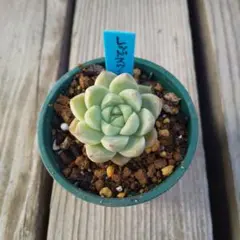 多肉植物ルイパパさん苗 (月影xざわわ)x(ザラゴーサxチワワエンシス