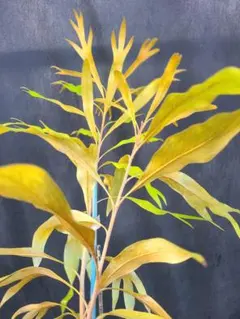 2026年最新】グレビレア ゴールド 苗の人気アイテム - メルカリ