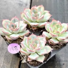 NEW❗️097多肉植物 エケベリア 粉月影 抜き苗 寄せ植え 4苗セット