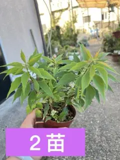 2025年最新】ブーゲンビリアの人気アイテム - メルカリ