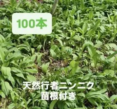 2025年最新】行者ニンニク苗100本の人気アイテム - メルカリ