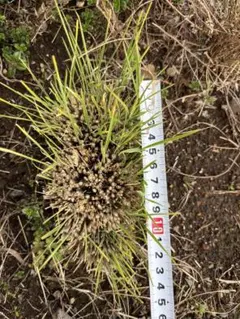 S様 リクエスト 2点 まとめ商品