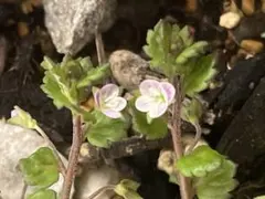 山野草・野生蘭（静岡県産・アリドウシラン） - メルカリ
