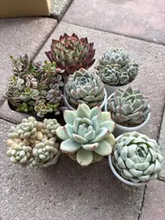 韓国苗7苗とトリカラー　寄せ植えセット　ポットごと♡らくらくメルカリ便発送