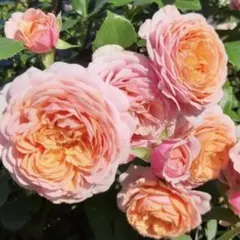 やっちゃん様 リクエスト 2点 まとめ商品