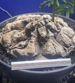 超特大　直径約26cmメキシコ亀甲竜 現地球 塊根植物　検)パキプスグラキリスのサムネイル