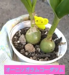 多肉植物　球根植物オーニソガラムコーダツム　ニセカイソウ　偽海葱　子株２個セット