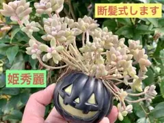 2025年最新】つぶつぶ屋の人気アイテム - メルカリ