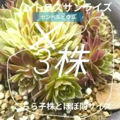 Lulu☆様 専用 センペルビウム Anak Krakatau 他 - メルカリ