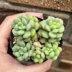 2026年最新】多肉植物 セダムの人気アイテム - メルカリ