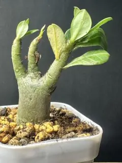 40アデニウムオベスム 砂のバラAdenium obesum Godzillaのサムネイル