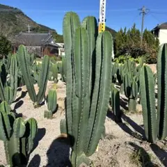 ⭐*︎様 越冬済み　柱サボテン 鬼面角　9頭発根　サボテンブランチ　カリフォルニ 越冬済み 柱サボテン 鬼面角 9頭発根 サボテンブランチ カリフォルニア