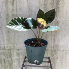 カラテア・ピクツラータ・ジュディス 株立ち Calathea picturata カラテア ピクツラータ | PLANTS SHOP OLIVE