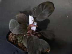 homalomena sp. from Rengat Riau 【TGK便】 - メルカリ