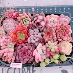 多肉植物 寄せ植えset♡12145※おまけ付けたいです♪♪