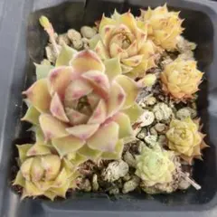 Unicorn 2つ　センペルビウム　多肉植物のサムネイル