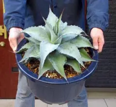 2026年最新】オバティフォリア バンジーの人気アイテム - メルカリ