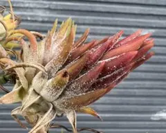 2026年最新】バンハイニンギーの人気アイテム - メルカリ