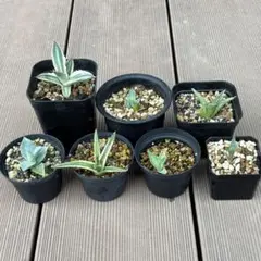 アガベ 7点セット 多肉植物 抜き苗のサムネイル