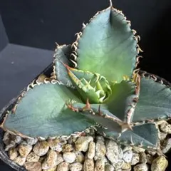 アガベ　287　約65株セット 　オアハカ産　 メキシコ　オテロイ　実生株 agave-oteroi-oaxaca-seed_01-
