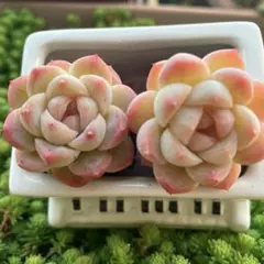 布川 まゆみ様 リクエスト 2点 まとめ商品