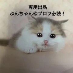 パペットスンスン　タイトーくじ Amazon.co.jp: タイトーくじ パペットスンスン 3点セット : おもちゃ