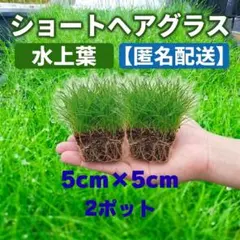 ​【匿名配送】ショートヘアグラス 水上葉 5×5cmポット2個 水草のサムネイル