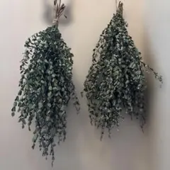 2点セット ドライフラワー　ユーカリ　スワッグ　細長い　60㎝