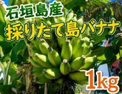 石垣島産 採りたて島バナナ 1kgのサムネイル