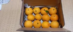 【完全無農薬】【樹上で熟した夏みかん】【約5kg、12個】のサムネイル
