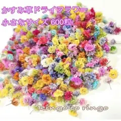 琉球*海のたね 海花⭐︎ マリンフラワーD ハーバリウム花材 - メルカリ