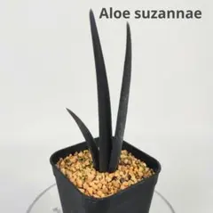 2025年最新】アロエの人気アイテム - メルカリ