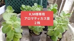 アロマティカス苗２株 K,M様専用