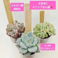 2026年最新】ミソップ苗の人気アイテム - メルカリ