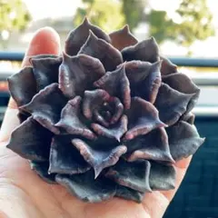 まこ様 リクエスト 2点 まとめ商品