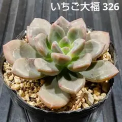 いちご大福 326 エケベリア 多肉植物 抜き苗