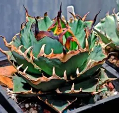 2025年最新】アガベ ハデス 陽炎の人気アイテム - メルカリ