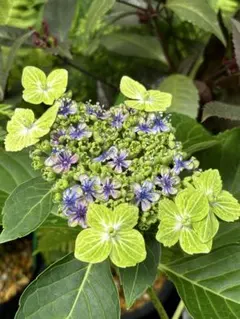 2026年最新】アジサイ苗の人気アイテム - メルカリ