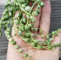 ⭐カット苗【 斑入りグリーンネックレス 】マーブル セネシオ 多肉植物