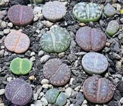 多肉植物　リトープス 多色セット 15個セット